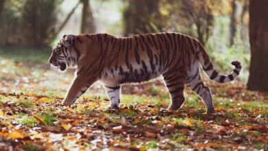 In search of a mate, a tiger travels 300 kilometers from Maharashtra to Telangana, led by scent and captivated by love.