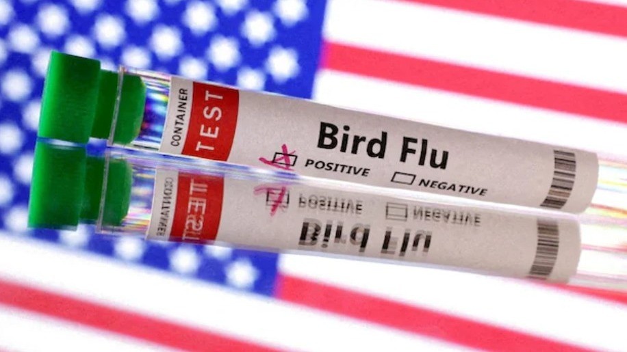 Concerns over bird flu in US: Is it safe to eat eggs? Here's what experts say