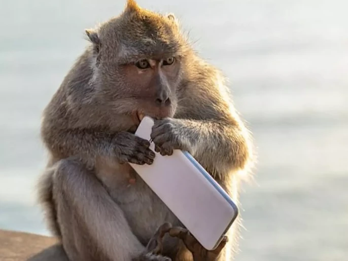 Vrindavan Monkey