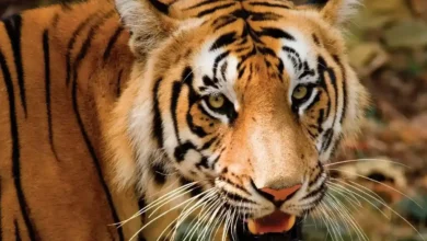 6 Ultimate Wildlife Safari Experience Near Thiruvananthapuram