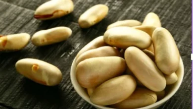 Jackfruit Seeds
