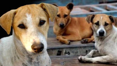झारखंड के स्कूलों में कुत्तों की इंट्री रोकने के निर्देश